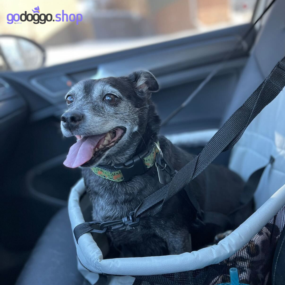 BYOD, Bring Your Own Dog Car Safety Carrier