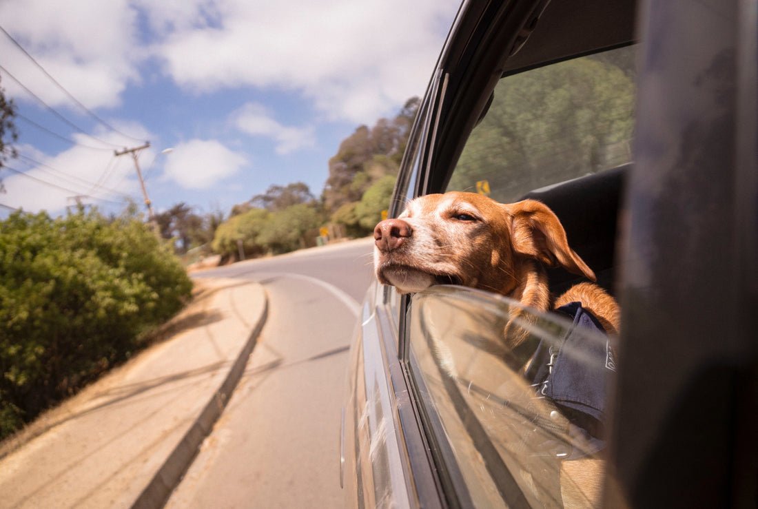The Ultimate Checklist For Long Car Rides With Your Dog